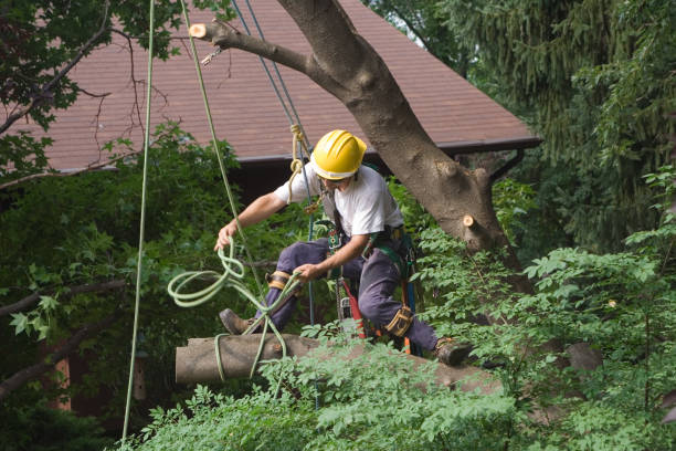 How Our Tree Care Process Works  in  Lakeside, OR